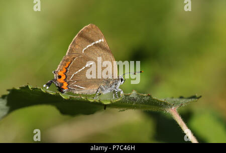 Eine ziemlich seltene Weiße-letter Hairstreak Schmetterling (satyrium w-Album) auf ein Blatt. Stockfoto