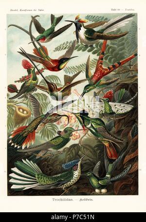 Trochilidae Kolibris: Ruby – Throated Kolibri, Archilochos Colubris, gehörnten Sungem, Heliactin Bilophus, crimson Topas, Topaza Pella, Rotschwanz-Komet, Sappho Sparganura, getuftete kokette, Lophornis Ornatus, Schwert-billed Kolibri, Ensifera Ensifera, Buff-tailed Sicklebill, Eutoxeres Condamini, Dot-Schmuckschildkröte kokette, Lophornis Gouldii, weiß ventilierte Violetear, Colibri Serrirostris, mit Kapuze Visorbearer, Augastes Lumachella, Juan Fernandez Firecrown, Sephanoides Fernandensis (kritisch gefährdet) und Schläger-Tail, Grundfarbe Underwoodii gebootet. Farblitho von Adolf Glitsch aus ein früheres Stockfoto