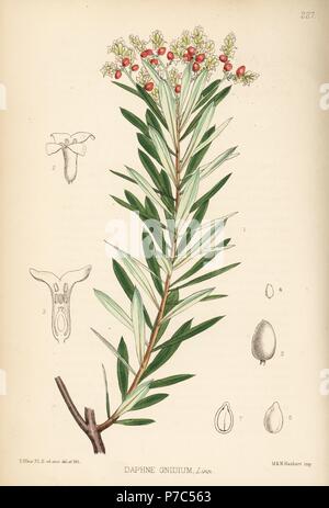 Wolfsmilch Flachs oder faserlein-leaved Daphne Daphne gnidium. Papierkörbe Lithographie von Hanhart nach einem botanischen Abbildung von David Blair von Robert Bentley und Henry Trimen von Heilpflanzen, London, 1880. Stockfoto