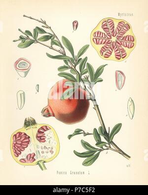 Granatapfel Punica Granatum. Farblitho nach eine botanische Illustration von Walther Müller aus Heilpflanzen Hermann Adolph Koehler, herausgegeben von Gustav Pabst, Köhler, Deutschland, 1887. Stockfoto