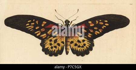 Riesige Afrikanische Swallowtail oder antimachus Schmetterling, Papilio antimachus. Abbildung gezeichnet und von Richard Polydore Nodder eingraviert. Papierkörbe Kupferstich von George Shaw und Frederick Nodder Der naturalist's Miscellany, London, 1802. Stockfoto