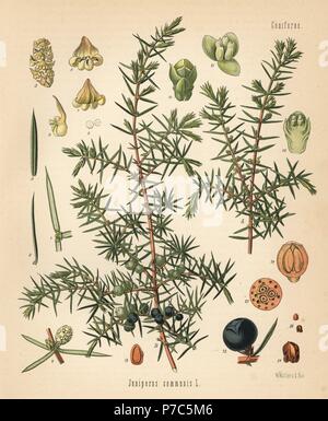 Gemeinsame Wacholder, Juniperus communis. Chromolithograph nach einem botanischen Abbildung von Walther Müller aus Heilpflanzen Hermann Adolph von Koehler, von Gustav Pabst, Koehler, Deutschland, 1887 bearbeitet werden. Stockfoto