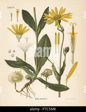 Wolfs Bane oder Berg Arnika, Arnica Montana. Farblitho nach eine botanische Illustration von Walther Müller aus Heilpflanzen Hermann Adolph Koehler, herausgegeben von Gustav Pabst, Köhler, Deutschland, 1887. Stockfoto