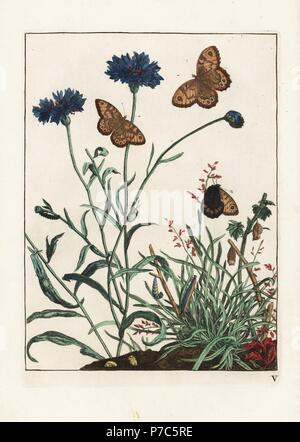 Wand-Schmetterling, Lasiommata Megera, Larve und Puppe auf Kornblume, Centaurea Cyanus. Handkoloriert Kupferstich Gravur gezeichnet und geätzt von Jacob l'Admiral in Naauwkeurige Waarneemingen Omtrent de Veranderingen van Veele Insekten (genaue Beschreibungen der Metamorphosen von Insekten), J. Sluyter, Amsterdam, 1774. Für diese zweite Auflage hinzugefügt M. Houttuyn der ursprünglichen 25 eine andere acht Platten. Stockfoto