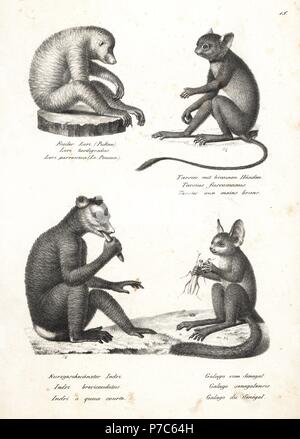 Red slender Loris, Loris tardigradus (gefährdete), Braun - hand Tarsier, Tarsius, fuscus, Indri Indri indri (vom Aussterben bedroht) und Senegal bushbaby, Galago senegalensis. Von Karl Joseph Brodtmann von Heinrich Rudolf Schinz illustrierte Naturgeschichte der Menschen und der Tiere, 1836 Lithographie. Stockfoto