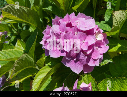 Nahaufnahme von einem einzigen Moppköpfe aus rosa Hortensie (Hydrangea macrophylla) Blüte im Sommer in West Sussex, England, UK. Stockfoto