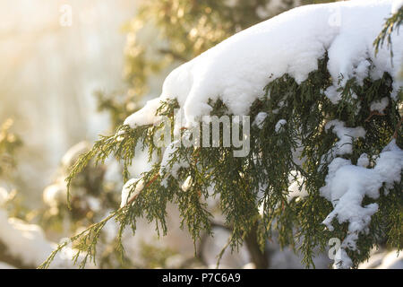 Schnee auf Zweigen einer Eibe Stockfoto