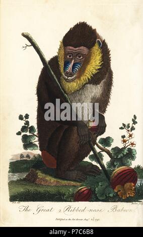 Mandrill, mandrillus Sphinx, männlich, oder Große gerippte Nase Pavian. Papierkörbe Kupferstich von J.Barlow nach einem Bild von Johann Jakob Ihle von Ebenezer vielleicht Universal's System der Natural History, London, 1795. Stockfoto