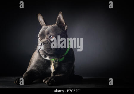 Porträt der Französischen Bulldogge Hund isoliert auf schwarzem Hintergrund Stockfoto