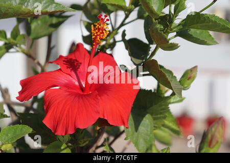 Red Hibiscus blüht in der Sonne Stockfoto