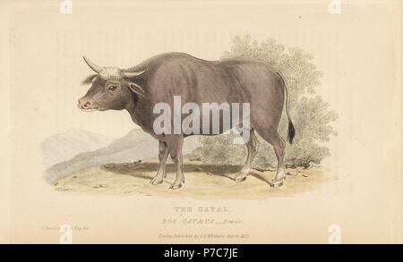 Gayal, Bos frontalis (Bos gavaeus), weiblich. Verwundbar. Papierkörbe Gravur nach einer Illustration von Charles Hamilton Smith von Edward Griffith der Tierwelt vom Baron Cuvier, London, Whittaker, 1827. Stockfoto