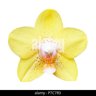 Yellow Orchid Isolated On White Stockfoto