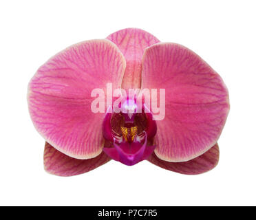 Orchid Flower isoliert auf weißem Hintergrund Stockfoto