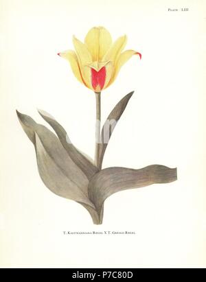 Hybrid von waterlily Tulip, Tulipa kaufmanniana x maculate Tulpen, Tulipa greigii. Siebdruck Botanische Illustration von Elsie Katherine Deiche von William R. Deiche "Erläuterungen zur Tulip Arten, Herbert Jenkins Ltd., London, 1930. Stockfoto