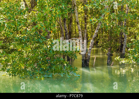 Einen dichten Wald von Salz-tolerant Mangroven der Rhizophoraceae Familie mit weißen Rinde und dicken, ledrigen Blätter, die von türkisblauem Wasser in überschwemmten... Stockfoto