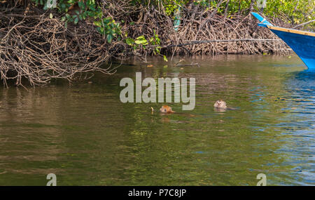 Eine long-tailed Makaken (Macaca fascicularis) schwimmt zurück zum Ufer mit Essen in der Hand von Touristen während einer Mangrove Tour im Kilim... Stockfoto
