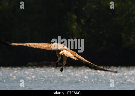 Eine wilde Brahminy Kite (Haliastur indus) fliegt kurz nach der Aufnahme von Nahrung aus dem Wasser Funkeln in den Mangroven Fläche von Kilim... Stockfoto