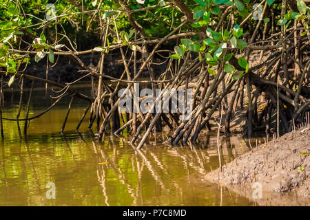 Nahaufnahme einer Mangrove River Bank mit vielen stelzenläufern Wurzeln von Bäumen, Rhizophora, mit braunem Brackwasser und Schlamm im Kilim Geoforest... Stockfoto