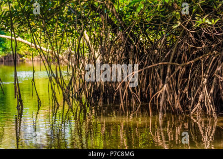 Nahaufnahme der dichten Luftwurzeln der Mangrovenbäume aus der Familie der Rhizophoraceae Kilim Geoforest Park, Langkawi, Malaysia. Stockfoto