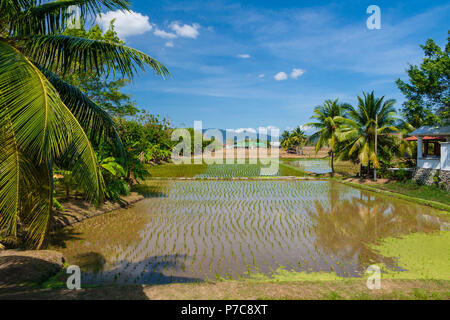 Einen malerischen Blick auf rechteckigen Feldern Reisfelder mit Palmen auf einer Reisfarm in Langkawi, Kedah, Malaysia. Stockfoto