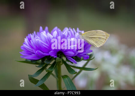 Schwefel auf Violett Aster Stockfoto