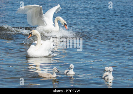 Höckerschwan - Cygnus olor - Familie - Luss, Loch Lomond, Schottland, Großbritannien Stockfoto