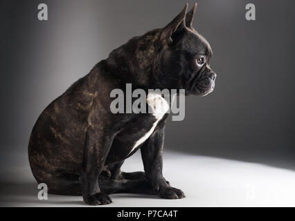 Porträt der Französischen Bulldogge Hund isoliert auf schwarzem Hintergrund Stockfoto