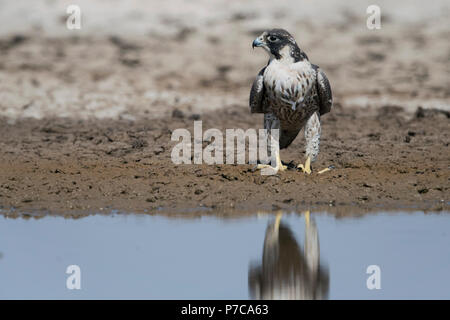 Das Bild der WANDERFALKE (FALCO PEREGRINUS) in Kutch, Gujarat, Indien Stockfoto