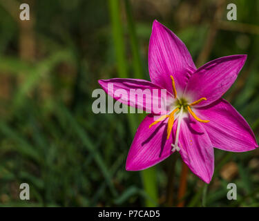 Regen Lily Zephyranthes rosea Stockfoto