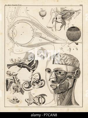 Anatomie des menschlichen Ohr und Auge. Lithographie von Universal natürlichen von Lorenz oken Geschichte, Allgemeine Naturgeschichte Fell alle Stande, Stuttgart, 1839. Stockfoto