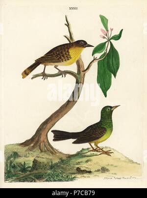 Black-capped Bulbul, Pycnonotus melanicterus, und unbekannten Sri Lankan warbler. (Gelbe breasted, Muscicapa melanictera und Green warbler, Motacilla singalensis.) auf Illustrationen von Pieter de Bevere durch reg. Joan Gideon Loten. Papierkörbe Kupferstich von Peter Braun aus seinem neuen Illustrationen von Zoologie, B. Weiß, London, 1776. Stockfoto