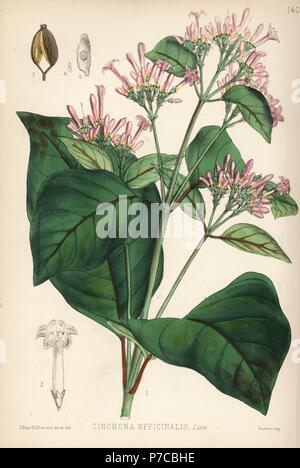 Chinin Rinde Baum, peruanische Rinde Baum oder blass, chinarinde Cinchona officinalis. Papierkörbe Lithographie von Hanhart nach einem botanischen Abbildung von David Blair von Robert Bentley und Henry Trimen von Heilpflanzen, London, 1880. Stockfoto