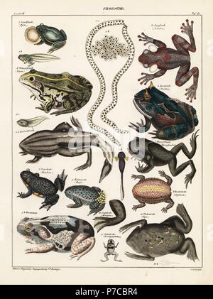 Frösche, Kröten und Kaulquappen. Laubfrosch, Hyla arborea, Rattle - geäußerte Laubfrosch, Auletris crepitans, Wasserfrosch, Rana esculenta, schrumpfende Frosch, pseudis Paradoxa, Surinam horned Frog, Stombus Dais, gehörnten Baum Spix Frog's, Hemiphractus scutatus, rotbauchunke Bombina bombina, Hebamme, Toad, Alytes obstetricans, Cane toad, Rhinella marina, riesige regen Frosch, Breviceps gibbosus, Kürbis, toadlet Brachicephalus ephippium, Afrikanischen Krallenfrosches Xenopus laevis, und Surinam Kröte, Pipa pipa. Lithographie von C. Loeffler von Universal natürlichen von Lorenz oken Geschichte, Allgemeine Naturgeschichte Stockfoto