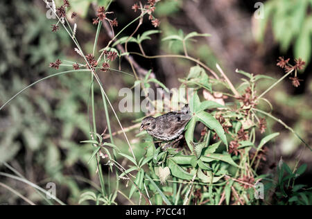 Mittelgroßer Bodenfink ((Geospiza fortis) auf der Vegetation der Galapagos-Inseln Stockfoto