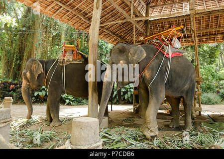 Elefanten mit Reiter Sattel in Thailand. Stockfoto