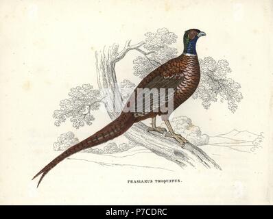 Gemeinsamen Fasan, Phasianus Colchicus (Phasianus Manlius). Handkoloriert Lithographie von Georg Friedrich Treitschkes Galerie of Natural History, Naturhistorischer Bildersaal des Thierreiches, Liepzig, 1842. Stockfoto