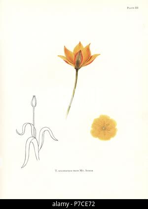 Wild tulip, Tulipa sylvestris, vom Mount Athos, Griechenland. Siebdruck Botanische Illustration von Elsie Katherine Deiche von William R. Deiche "Erläuterungen zur Tulip Arten, Herbert Jenkins Ltd., London, 1930. Stockfoto