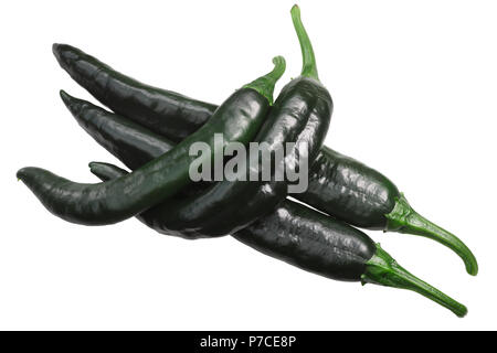 Pasilla chilaca Chile peppers als Bajio wenn reif getrocknet, Hülsen, Ansicht von oben bekannt Stockfoto
