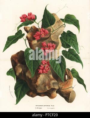 Mexikanische Schlingpflanze, Antigonon Leptopus. Handkoloriert Lithographie von Louis van Houtte und Charles Lemaire die Blumen von den Gärten und Gewächshäuser von Europa, Flore des Serres et des Jardins de l ' Europe, Gent, Belgien, 1870. Stockfoto