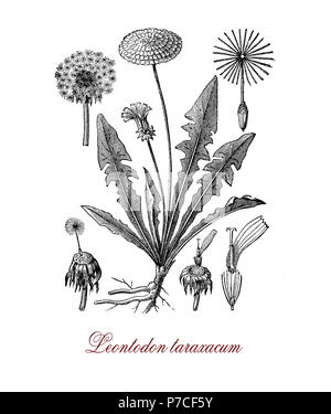 Botanische vintage Gravur der Gattungen Leontodon taraxacum oder gemeinsamen dandelium, Unkraut als medizinisches Kraut oder im Lebensmittelbereich eingesetzt (Dandelion Wine). Die gelbe Blumen verwandeln in runden Kugeln verteilt mit dem Wind bekannt als blowballs Stockfoto