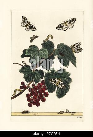 Elster Motte, Abraxas Grossulariata, auf einem roten Johannisbeeren Ast, Ribes Rubrum. Handkoloriert Kupferstich Gravur gezeichnet und geätzt von Jacob l'Admiral in Naauwkeurige Waarneemingen Omtrent de Veranderingen van Veele Insekten (genaue Beschreibungen der Metamorphosen von Insekten), J. Sluyter, Amsterdam, 1774. Für diese zweite Auflage hinzugefügt M. Houttuyn der ursprünglichen 25 eine andere acht Platten. Stockfoto