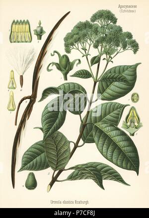 Gummibaum, Urceola Elastica. Farblitho nach eine botanische Illustration von Hermann Adolph Koehler Heilpflanzen, herausgegeben von Gustav Pabst, Köhler, Deutschland, 1887. Stockfoto