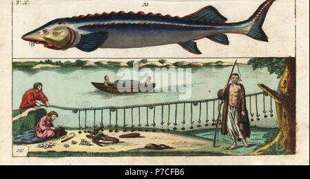 Beluga Stör, Huso Huso und Fangmethoden mit Haken und Linie. Gefährdet ...