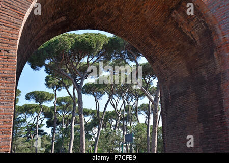 Rom, die berühmten und herrlichen Kiefern der Villa Borghese, in öffentlichen Gärten im Zentrum der Stadt. Stockfoto