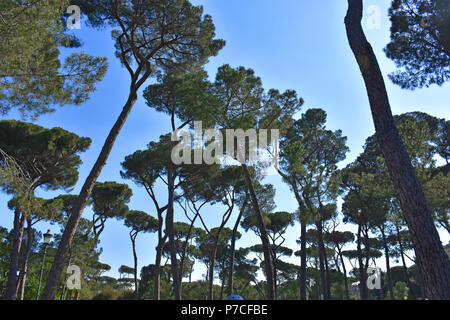 Rom, die berühmten und herrlichen Kiefern der Villa Borghese, in öffentlichen Gärten im Zentrum der Stadt. Stockfoto