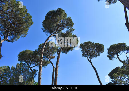 Rom, die berühmten und herrlichen Kiefern der Villa Borghese, in öffentlichen Gärten im Zentrum der Stadt. Stockfoto