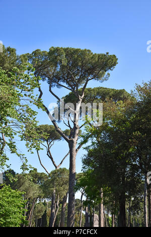 Rom, die berühmten und herrlichen Kiefern der Villa Borghese, in öffentlichen Gärten im Zentrum der Stadt. Stockfoto