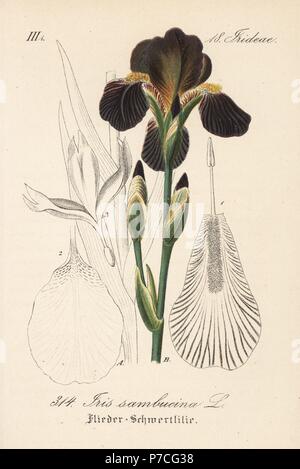 Iris sambucina. Papierkörbe Lithographie von Diederich von Schlechtendal der Deutschen Flora (Flora von Deutschland), Jena, 1871. Stockfoto