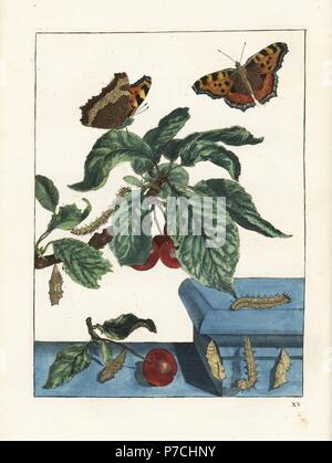 Großen Schildpatt Schmetterling, Nymphalis Polychloros, auf einem Kirschbaum, Prunus Avium. Handkoloriert Kupferstich Gravur gezeichnet und geätzt von Jacob l'Admiral in Naauwkeurige Waarneemingen Omtrent de Veranderingen van Veele Insekten (genaue Beschreibungen der Metamorphosen von Insekten), J. Sluyter, Amsterdam, 1774. Für diese zweite Auflage hinzugefügt M. Houttuyn der ursprünglichen 25 eine andere acht Platten. Stockfoto