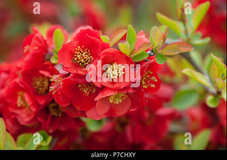 Blühende Blüte Quitte (Chaenomeles japonica) Stockfoto